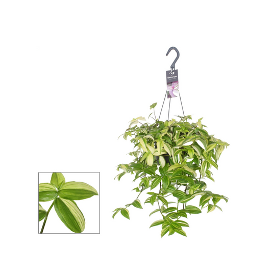 Tradescantia Yellow Hill - Ø17cm -  ↨40cm