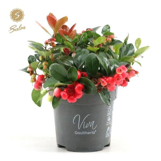 Gaultheria Procumbens 'Big Berry' - Ø 10 cm - ↨15 cm