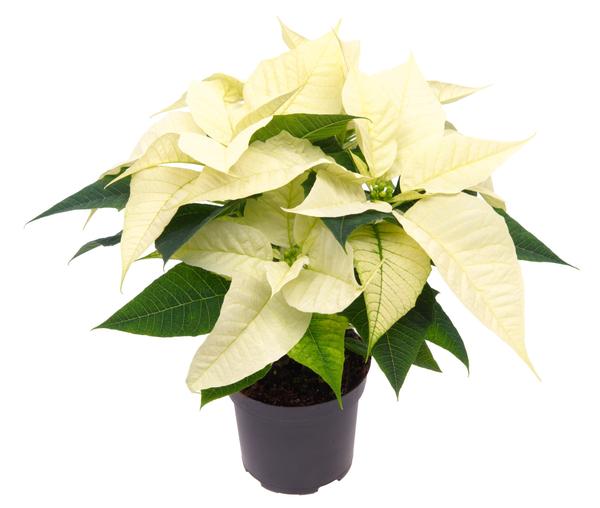 Poinsettia Alaska White - Ø10,5cm - ↨23cm