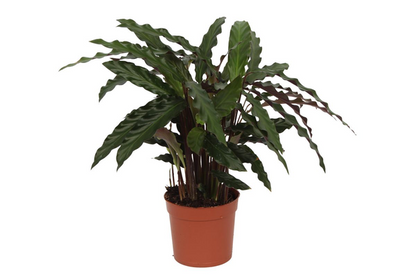 Calathea Elgergrass - ↨40cm - Ø12cm