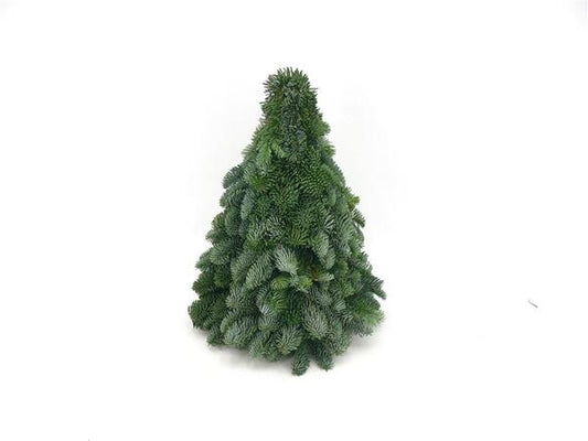 Nobilis-Weihnachtsbaum - ↨40cm