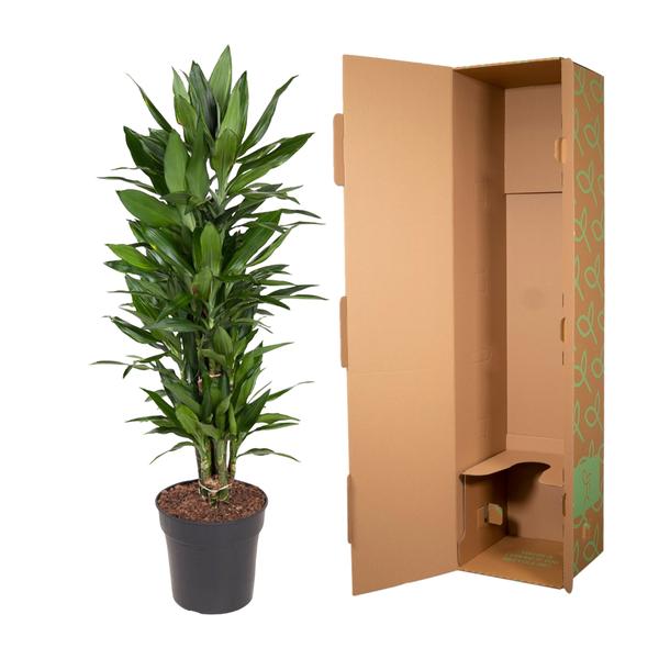 Dracaena Janet Lind vertakt - 110 cm - Ø27cm