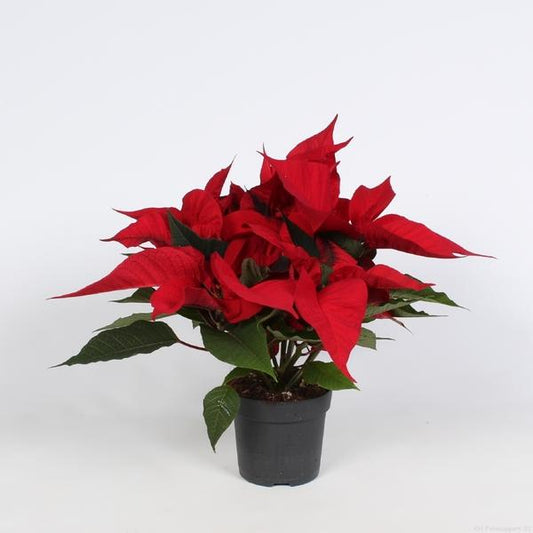 Euphorbia Christmas Feelings – Ø10,5 cm – ↨23 cm