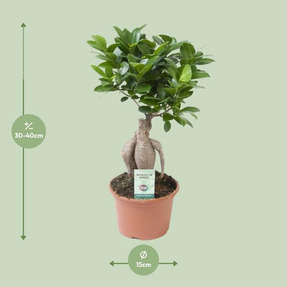 Ficus Ginseng - Ø15cm - ↨35cm