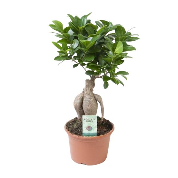 Ficus Ginseng - Ø15cm - ↨35cm