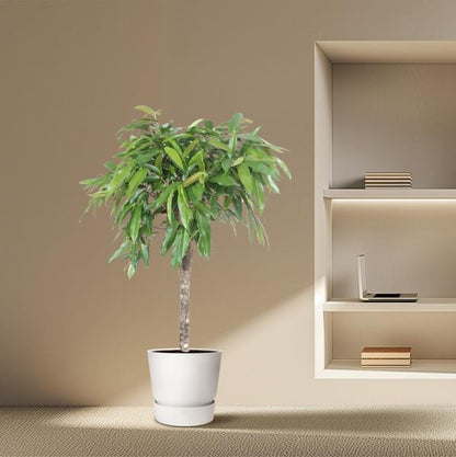 Ficus Amstel King - 140 cm - Ø30cm