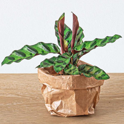 Calathea Lancifolia - Pauwenplant (Rattlesnake Plant)