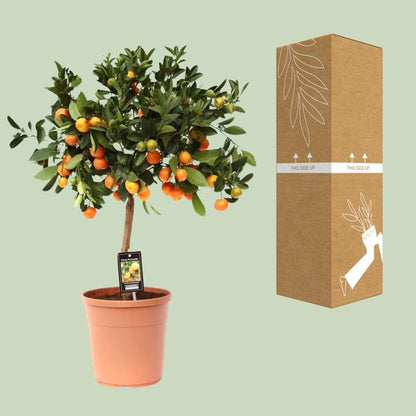 Citrus Calamondin - Ø22cm - ↨80cm