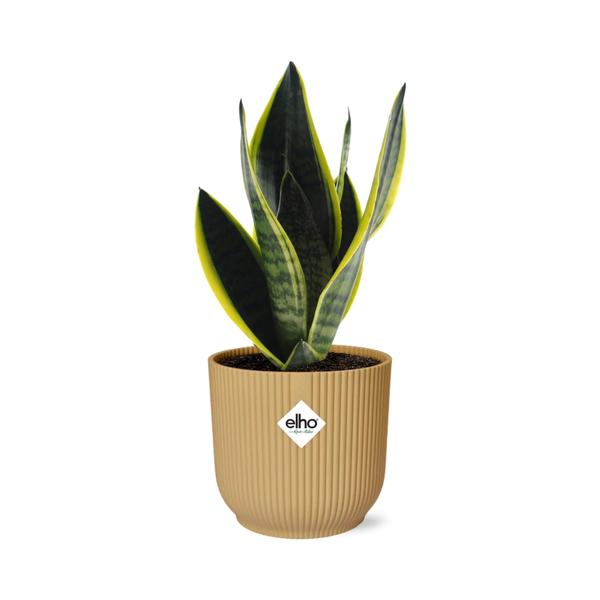 Sansevieria Futura Superba in ELHO Vibes Fold 14 cm Gelb