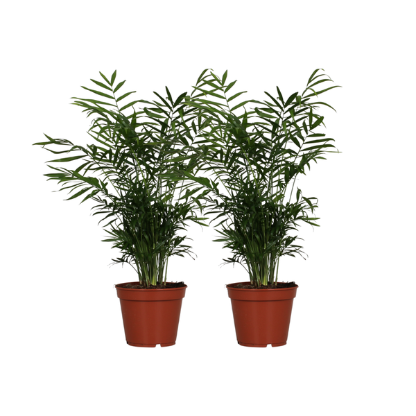 Chamaedorea Elegans - 2 Stücke - Ø17cm - ↨55cm