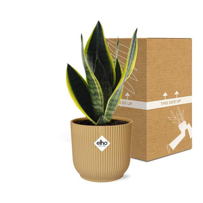 Sansevieria Futura Superba in ELHO Vibes Fold 14 cm Gelb