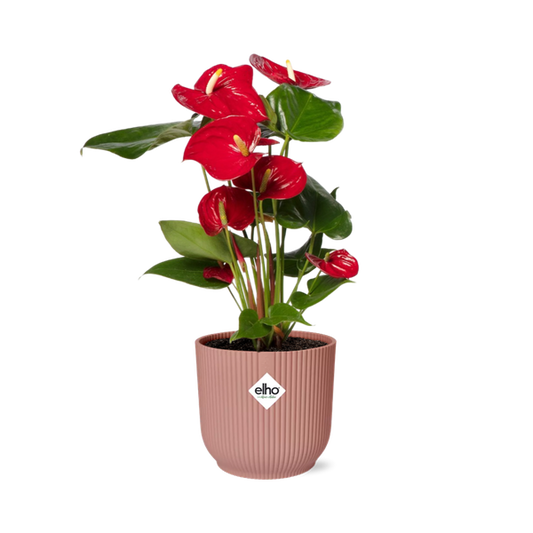 Anthurium Red 12 cm in ELHO Vibes Fold 14 cm Rosa