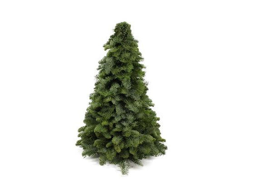 Nobilis-Weihnachtsbaum - ↨50cm