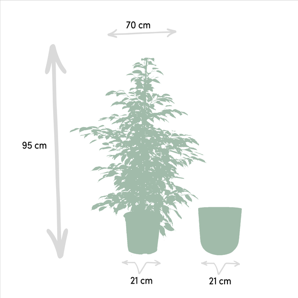 Ficus Benjamina Twilight - Ø21cm - ↨95cm + Topf Mayk Lead