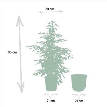 Ficus Benjamina Twilight - Ø21cm - ↨95cm + Topf Mayk Lead