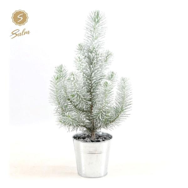 Pinus Pinea 'Silver Crest' + Pot Zinc + Snow - Ø 12 cm - ↨35 cm