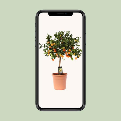 Citrus Calamondin - Ø22cm - ↨80cm