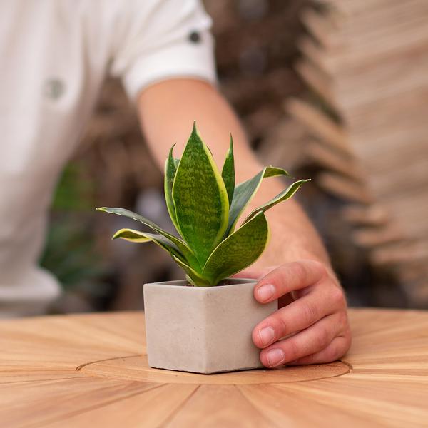 Congreetz® Pflanzentopf + Sansevieria | Willkommen