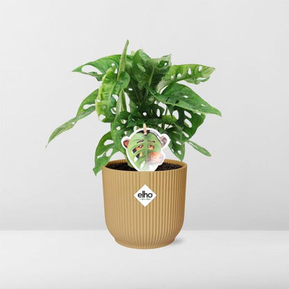 Monstera ‘Monkey Leaf’ in ELHO Vibes Fold 14 cm Gelb