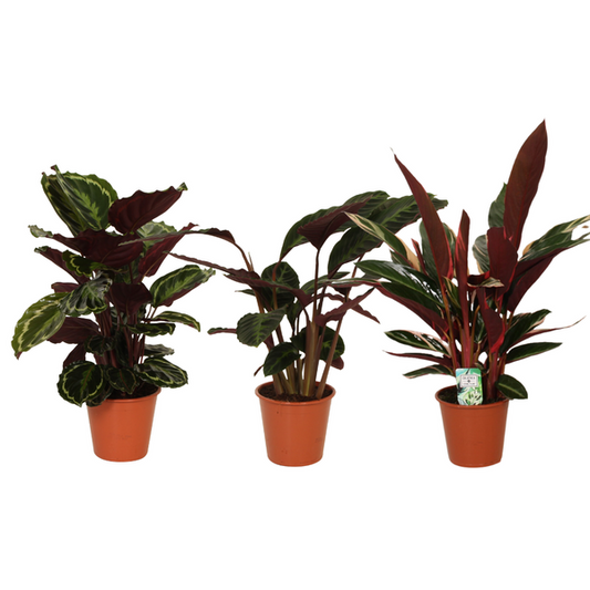 Calathea Symphony - 3 Stücke - Ø19cm - ↨70-80cm