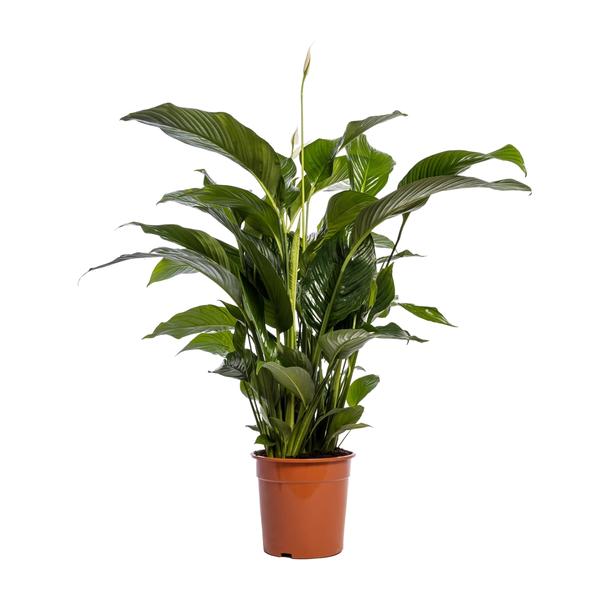 Spathiphyllum Bellini - Ø24cm - ↨100cm