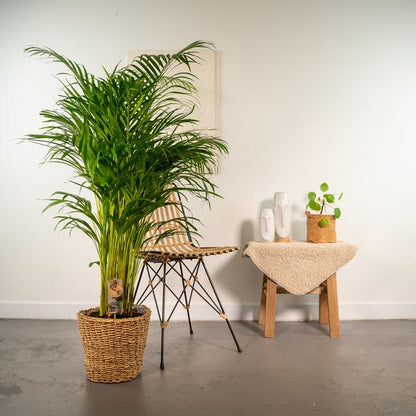 Areca mit Korb - ↨130cm - Ø24cm