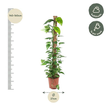 Epipremnum Pinnatum Mosstok – 150 cm – Ø27 cm