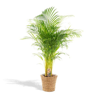 Areca mit Korb - ↨130cm - Ø24cm