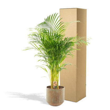 Areca-Palme mit Topf - ↨130cm - Ø24cm