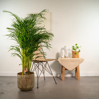 Areca-Palme mit Topf - ↨130cm - Ø24cm