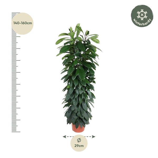 Ficus Cyatistipula Zuil - 150 cm - Ø29cm