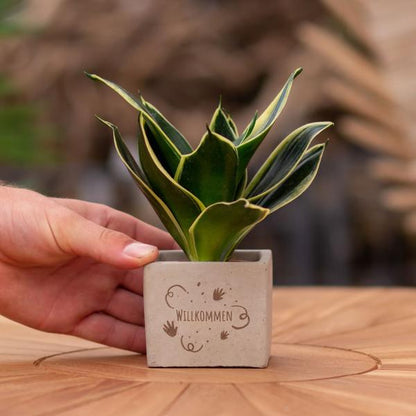 Congreetz® Pflanzentopf + Sansevieria | Willkommen