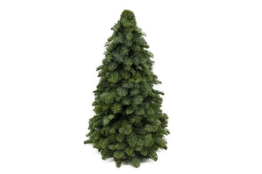 Nobilis-Weihnachtsbaum - ↨60cm