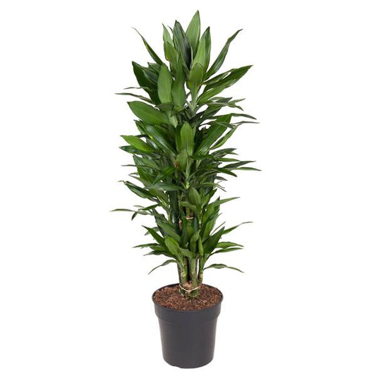 Dracaena Janet Lind vertakt - 110 cm - Ø27cm