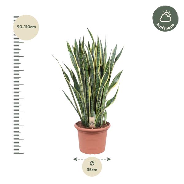 Sansevieria Laurentii - 100 cm - Ø35cm