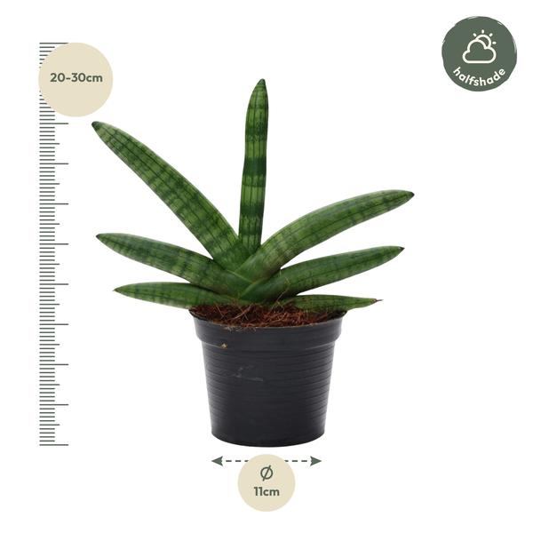 Sansevieria Skyline - ↨25cm - ø10,5cm