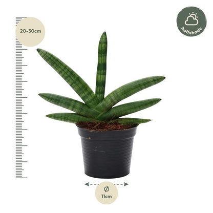 Sansevieria Skyline - ↨25cm - ø10,5cm