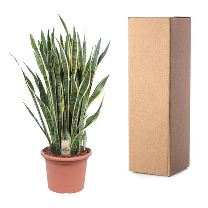 Sansevieria Laurentii - 100 cm - Ø35cm