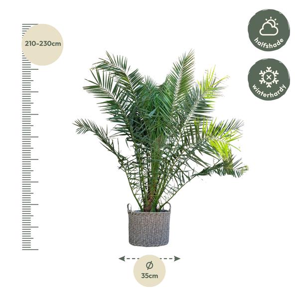 Phoenix Canariensis - 300cm - Ø40cm