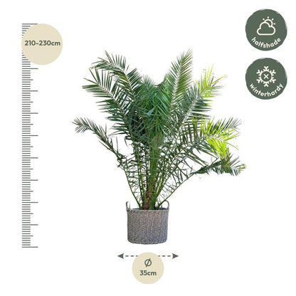 Phoenix Canariensis - 300cm - Ø40cm