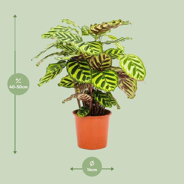 Calathea Makoyana - Ø14cm - ↨45cm