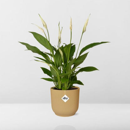 Spathiphyllum 12 cm 'Torelli' in ELHO Vibes Fold 14 cm Gelb