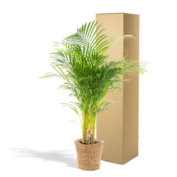 Areca mit Korb - ↨130cm - Ø24cm