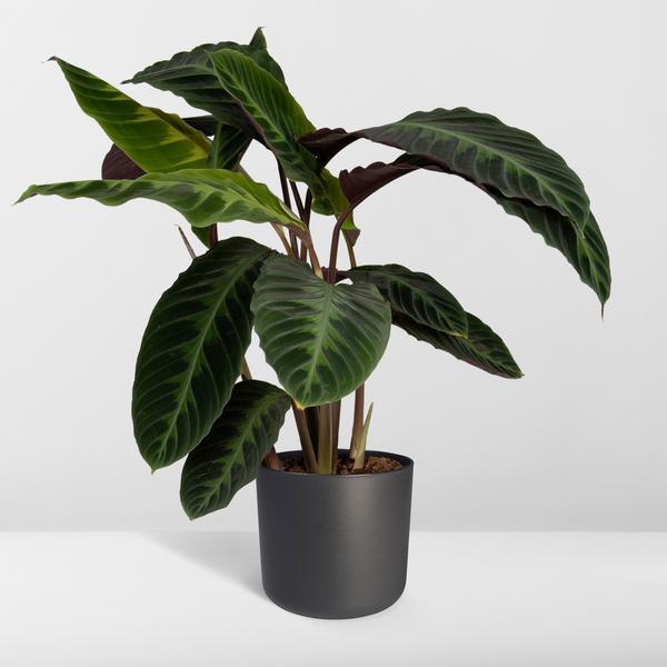 Calathea Warscewiczii - Pfauenpflanze - Ø19cm - ↕70cm