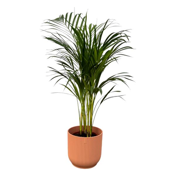 Areca-Palme – 85 cm hoch – Ø19 cm inkl. elho Vibes Fold Round Topf Rosa D22xH20