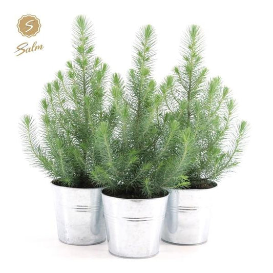 Pinus Pinea 'Silver Crest' + Pot Zinc - 3 Stück - Ø 17 cm - ↨ 45 cm