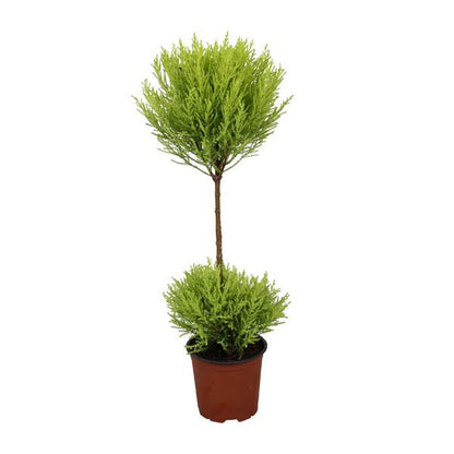 Cupressus Goldcrest Wilma - Ø14cm - ↨60cm