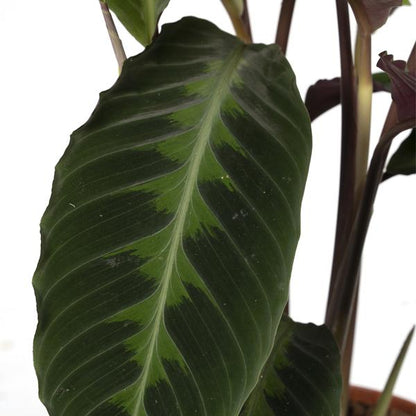 Calathea Warscewiczii - Pfauenpflanze - Ø19cm - ↕70cm