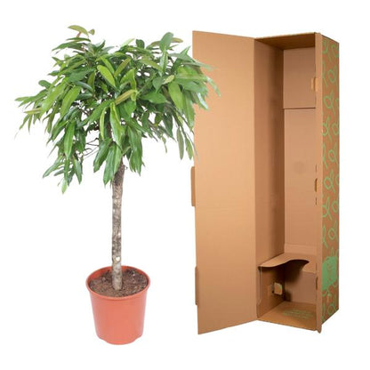 Ficus Amstel King - 140 cm - Ø30cm