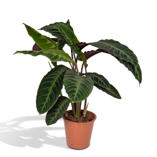 Calathea Warscewiczii - Pfauenpflanze - Ø19cm - ↕70cm